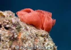 Eggs of a Spanish Dancer-Kauai by Richard Goluch 